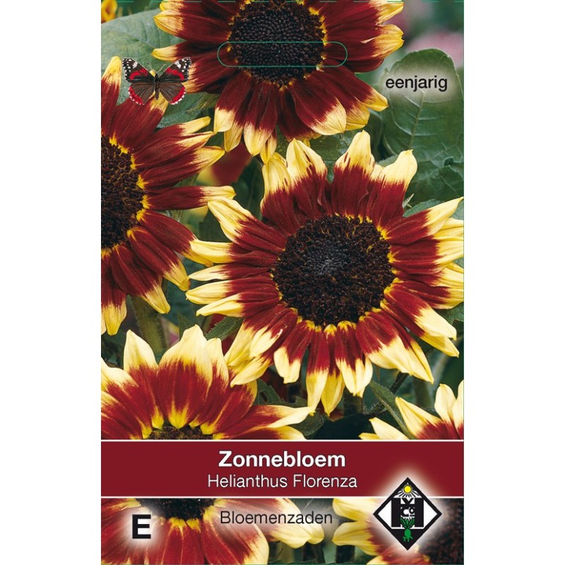 Helianthus annuus 'Florenza' -zaden-