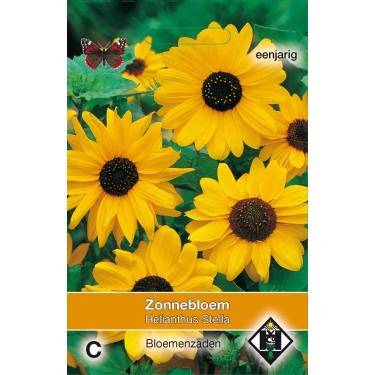 Helianthus cucumerifolius 'Stella' -zaden-