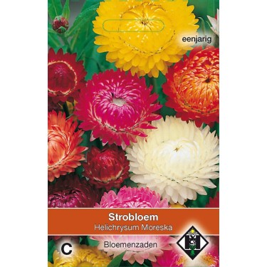 Helichrysum bracteatum 'Moreska' -zaden-