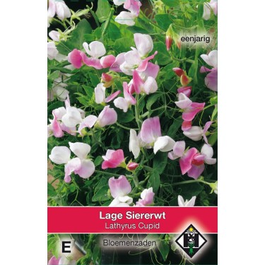Lathyrus odoratus 'Cupid' -zaden-