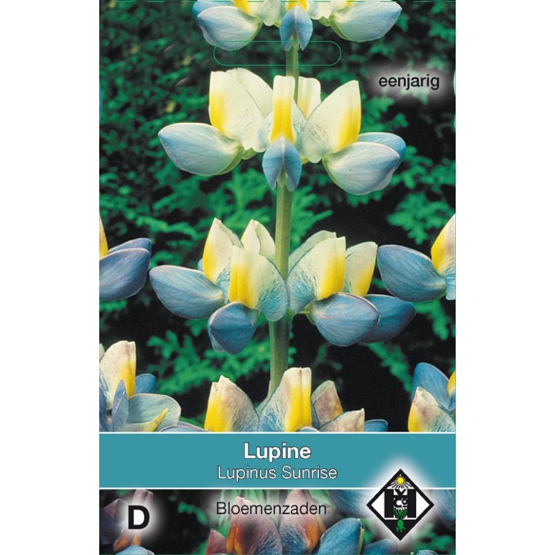 Lupine cruickshankii 'Sunrise' -zaden-