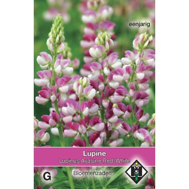Lupinus hartwegii 'Avalune Red-White' -zaden-
