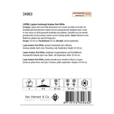 Lupinus hartwegii 'Avalune Red-White' -zaden-
