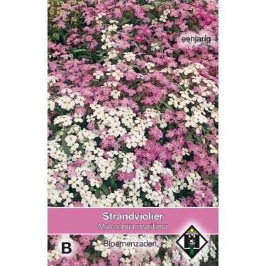 Malcolmia maritima -zaden-