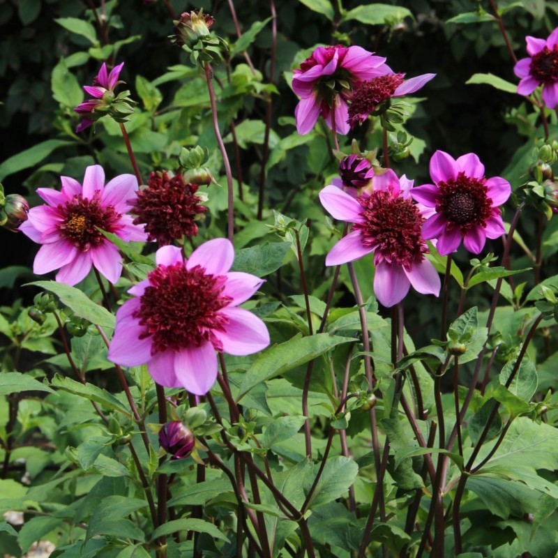 Dahlia 'Blue Bayou' ®