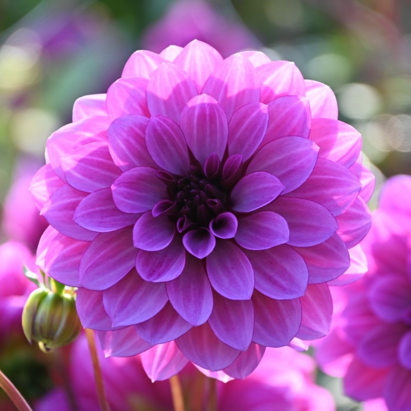 Dahlia 'Blue Bell' 