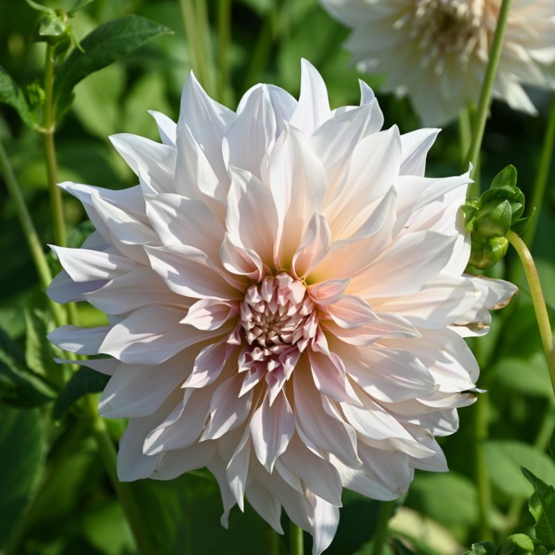 Dahlia Cafe au Lait