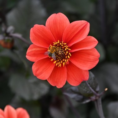 Dahlia 'Catherine Deneuve'