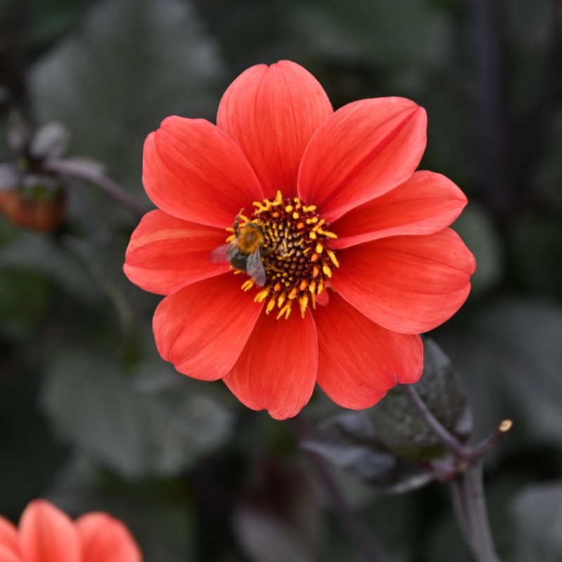 Dahlia 'Catherine Deneuve'