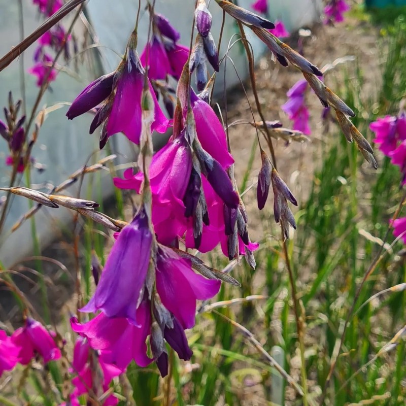 Dierama pulcherrimum