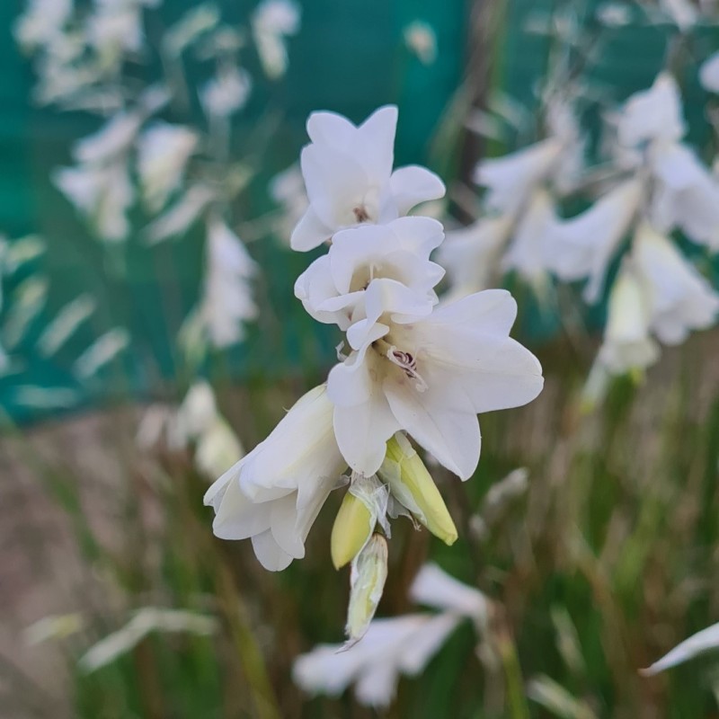 Dierama 'Kilmurry White'
