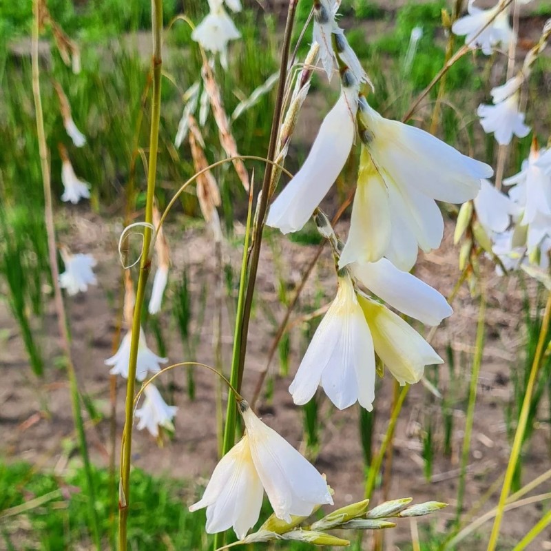 Dierama pulcherrimum var. album