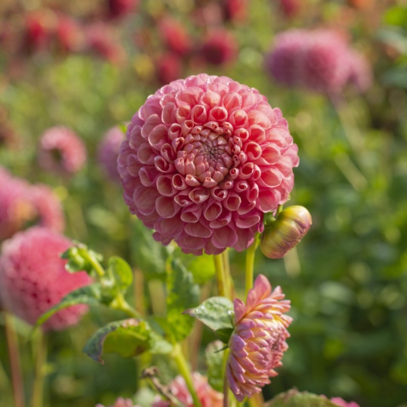 Dahlia 'Jowey Frambo'