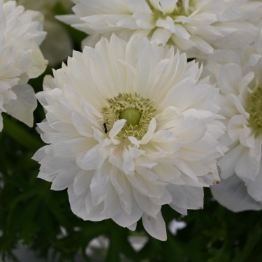 Anemone coronaria LEVANTE®-Bianco-