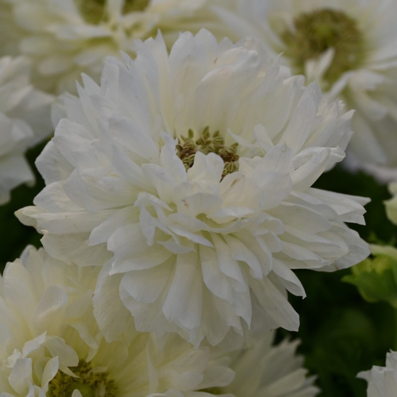 Anemone coronaria LEVANTE®-Bianco-