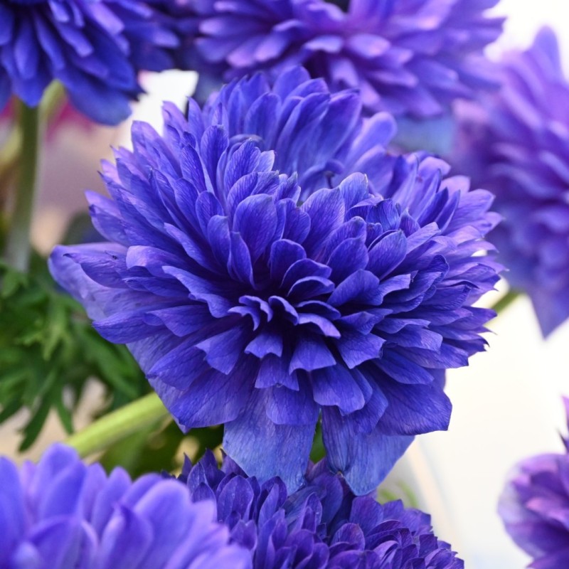 Anemone coronaria LEVANTE®-Blu-