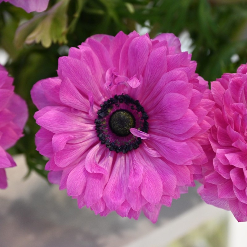 Anemone coronaria LEVANTE®-Fuchsia-