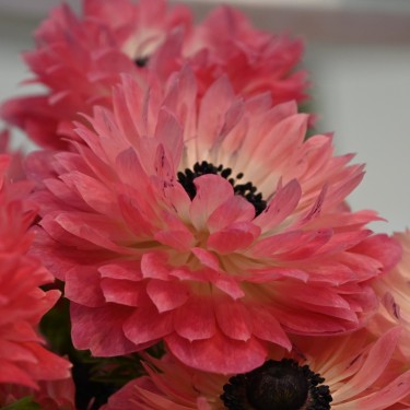 Anemone coronaria LEVANTE®-Rosa-