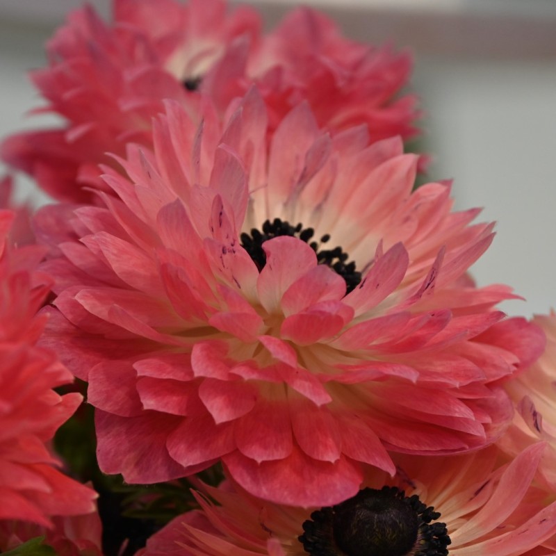 Anemone coronaria LEVANTE®-Rosa-