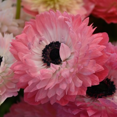 Anemone coronaria LEVANTE®-Rosa-