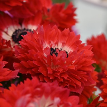 Anemone coronaria LEVANTE®-Rosso-