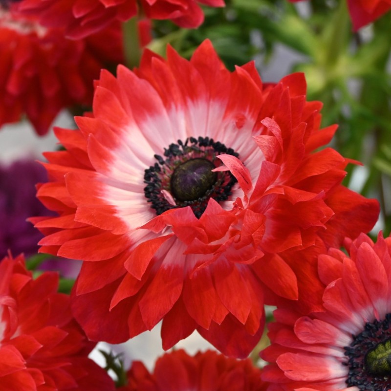 Anemone coronaria LEVANTE®-Rosso-