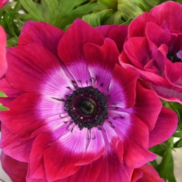 Anemone coronaria MISTRAL® 'Magenta'