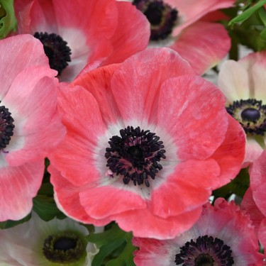 Anemone coronaria MISTRAL PLUS® 'Rosa Shocking'