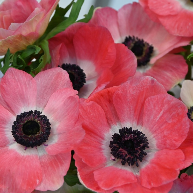 Anemone coronaria MISTRAL PLUS® 'Rosa Shocking'