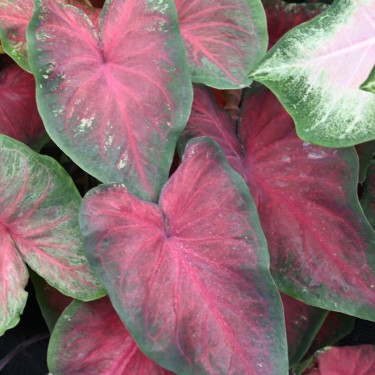 Caladium 'Royal Flush' ®