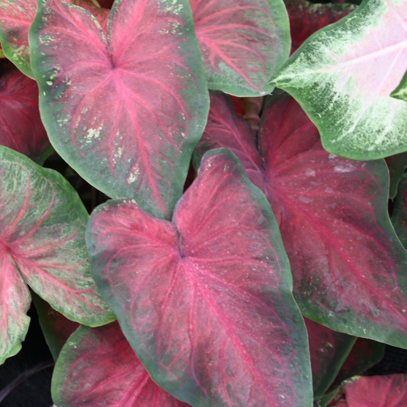 Caladium 'Royal Flush' ®