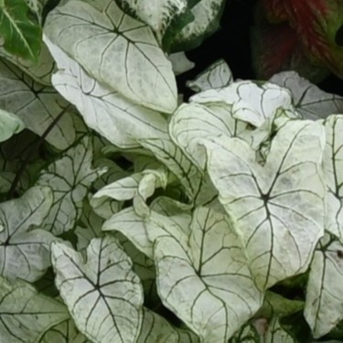 Caladium 'Candidum Sr.'
