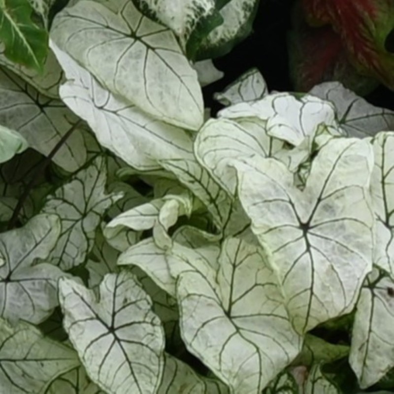 Caladium 'Candidum Sr.'