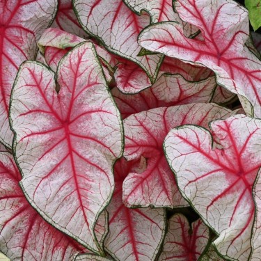 Caladium 'Fiesta' ®