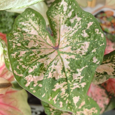 Caladium 'Seafoam Pink' ®