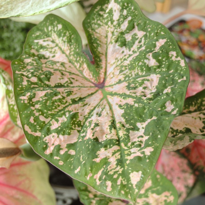 Caladium 'Seafoam Pink' ®