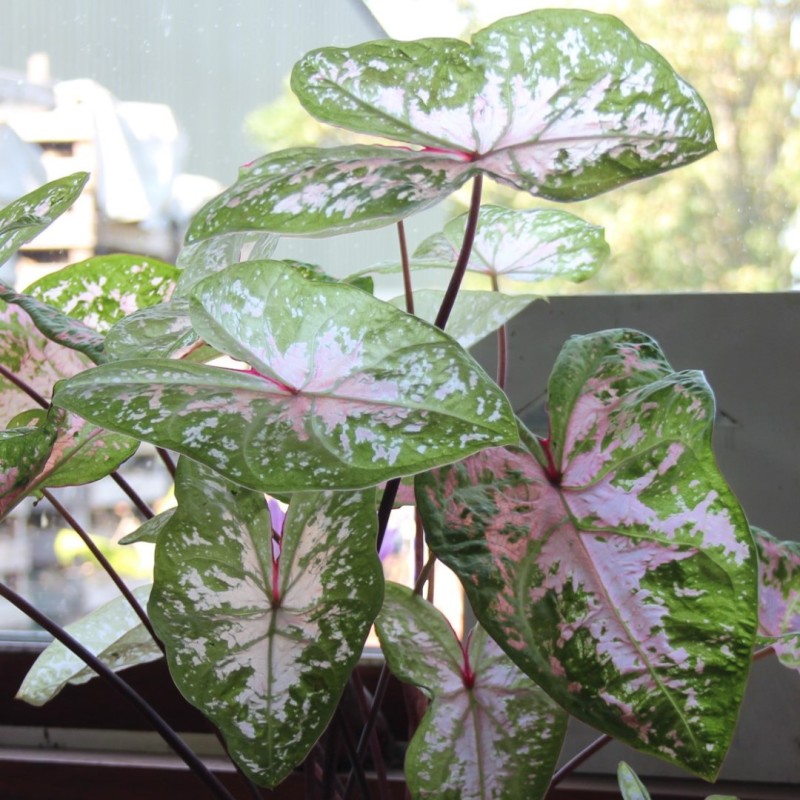 Caladium 'Seafoam Pink' ®