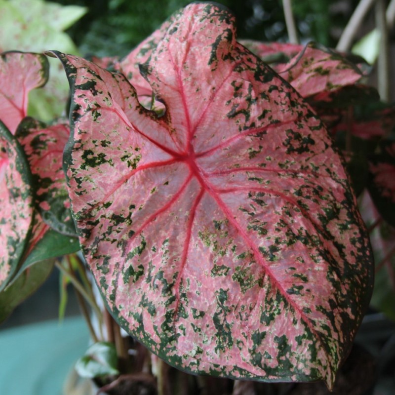 Caladium 'Pink Beauty'