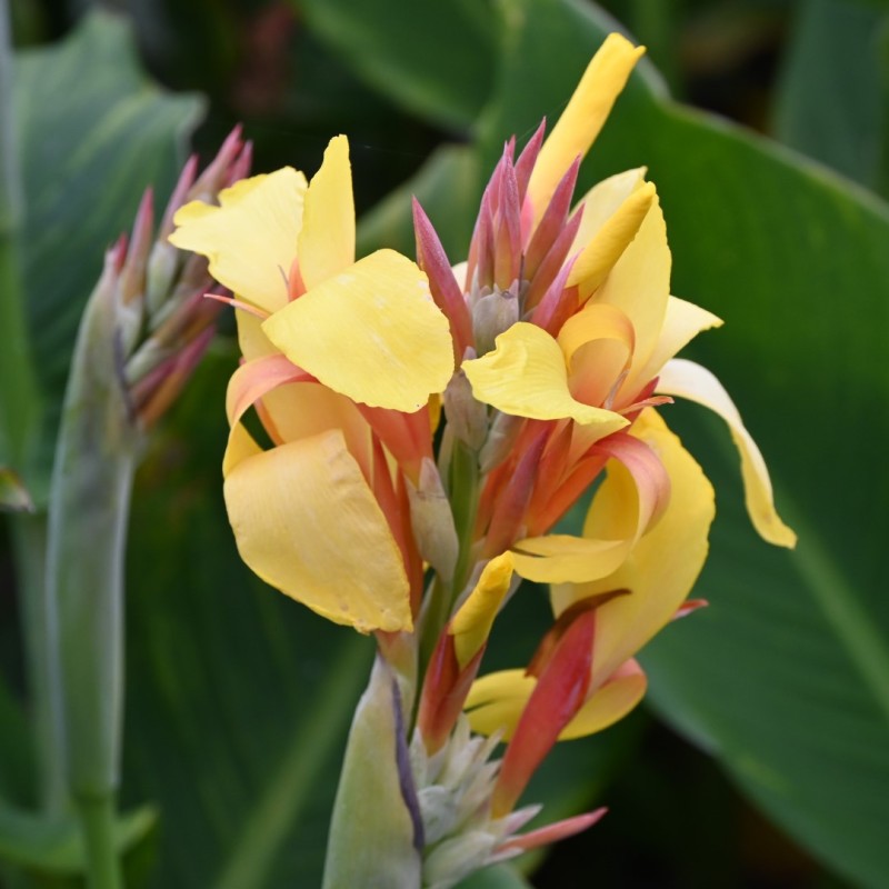 Canna 'Fiësta'