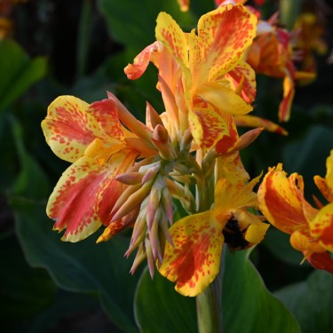 Canna 'Taroundant'