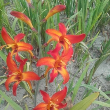Crocosmia 'Bicolor'