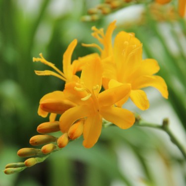 Crocosmia 'Paul's Best Yellow'