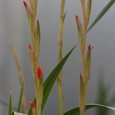 Gladiolus dalenii