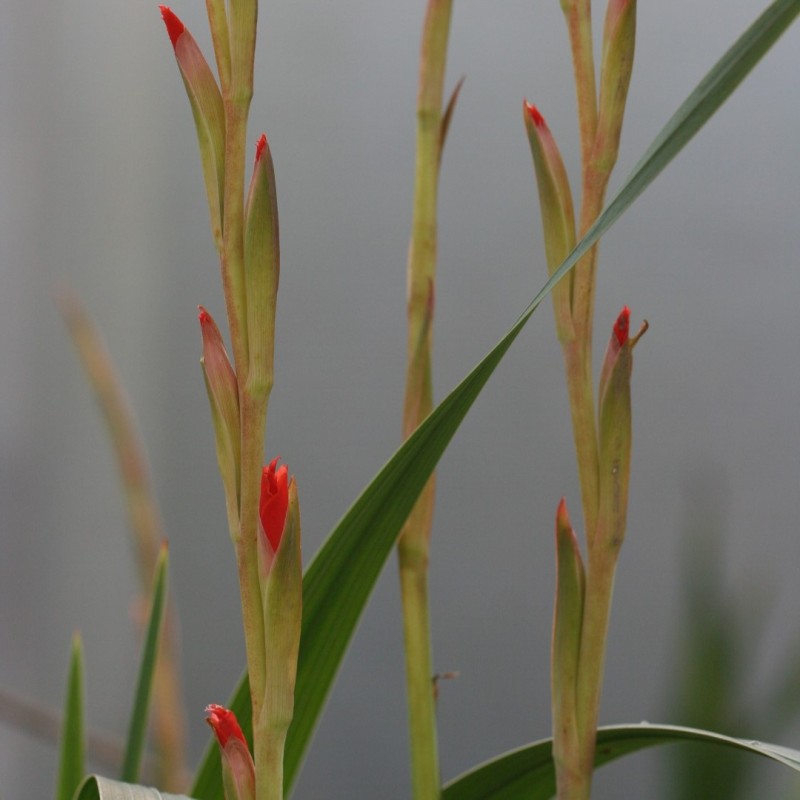 Gladiolus dalenii