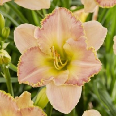 Hemerocallis 'Cumberland Island'