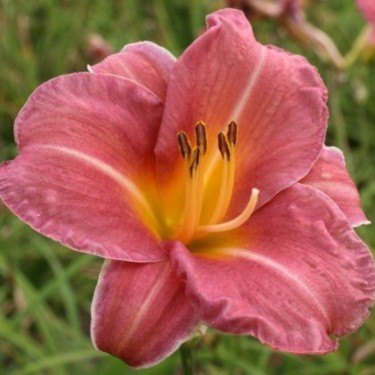 Hemerocallis 'Endlesslily Coral'