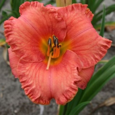 Hemerocallis 'St. Simons Island'