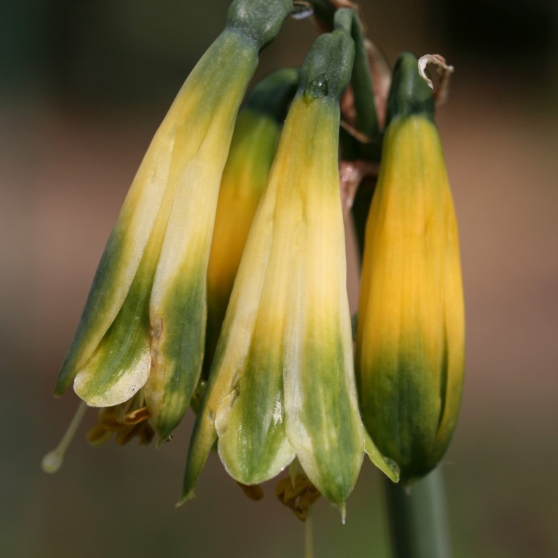 Phaedranassa viridiflora