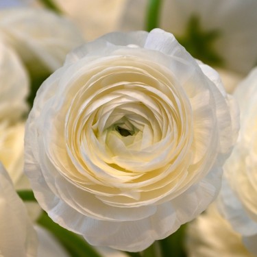 Ranunculus ELEGANCE® 'Bianco'