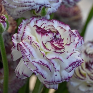 Ranunculus ELEGANCE® 'Bianco Striato'